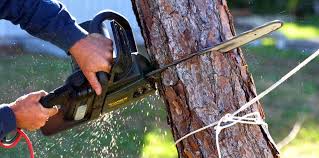 Reliable Red Bluff, CA  Tree Services Solutions