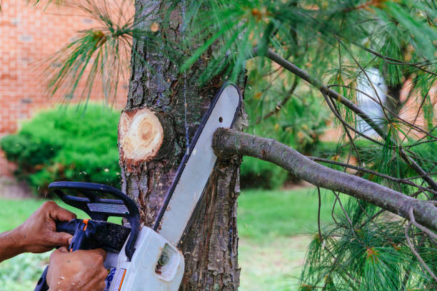 Why Choose Our Tree Removal Services in Red Bluff, CA?